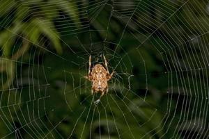 Spinne, die an ihrem Netz hängt foto