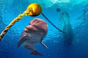 Delphin unter Wasser auf Riffhintergrund foto