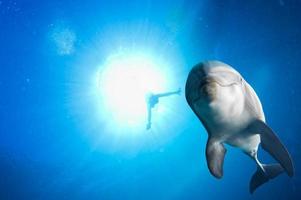 Delphin unter Wasser auf Ozeanhintergrund foto