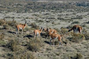 Guanaco-Porträt in Argentinien Patagonien foto