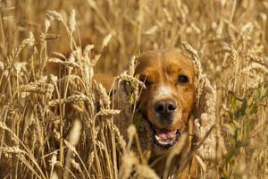 Isolierter Cockerspaniel, der Sie im Weizenhintergrund ansieht foto