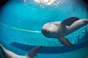 Aquarium-Delphin unter Wasser, der Sie ansieht foto