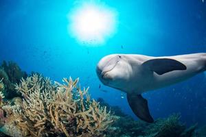 Delphin unter Wasser auf Riffhintergrund foto