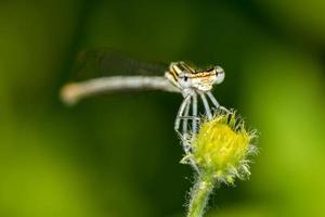 Gelbe Libelle Makro Vorderansicht foto