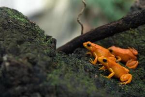 Goldener Mantella-Frosch von Madagaskar foto