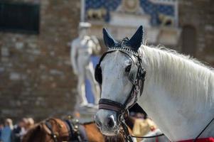 Pferd in Florenz Piazza della Signoria-Statue foto