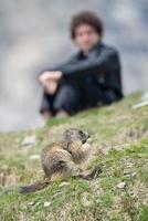 Mann beobachtet Murmeltier foto