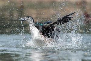 Wildente beim Planschen auf dem Wasser foto