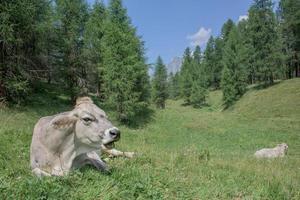 Kuh auf dem Berghintergrund foto