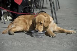 Golden Retriever Hund foto