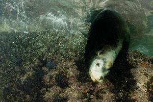 männlicher Seelöwe unter Wasser, der dich ansieht foto