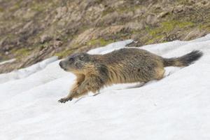 isoliertes Murmeltier beim Laufen auf dem Schnee foto