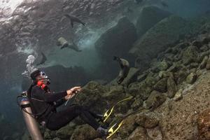 versiegelt Seelöwen unter Wasser foto