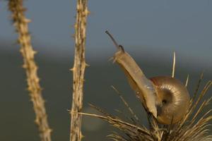 eine Schnecke auf dem grauen und blauen Hintergrund foto