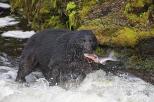 Ein Schwarzbär, der einen Lachs im Alaska River fängt foto