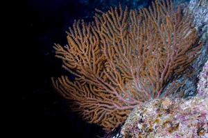 Gorgonienkoralle auf dem tiefblauen Ozean foto