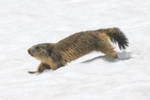 isoliertes Murmeltier beim Laufen auf dem Schnee foto
