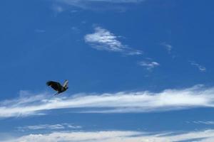 isolierter adler, der über blauen himmel fliegt foto