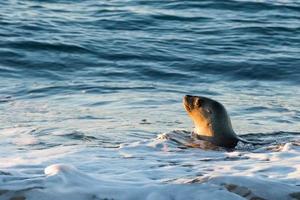 Seelöwe am Strand in Patagonien foto