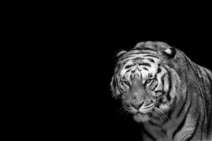ein angriffsbereiter Tiger, der dich ansieht foto