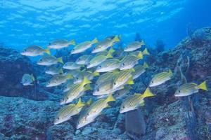 in einer Fischschwarm unter Wasser foto