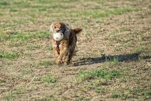 Hund, der einen Fußball hält foto