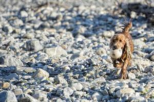 Hund, der einen Fußball hält foto