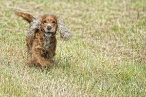 Happy Dog Englisch Cocker Spaniel beim Laufen zu Ihnen foto