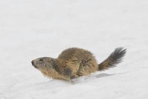 isoliertes Murmeltier beim Laufen auf dem Schnee foto