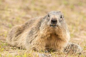 Erdschwein-Murmeltier-Tagesporträt foto