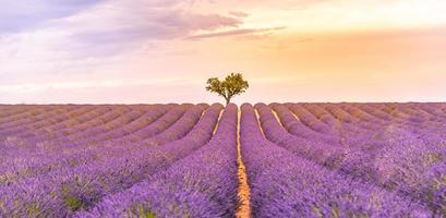 Panoramablick auf das französische Lavendelfeld bei Sonnenuntergang. Sonnenuntergang über einem violetten Lavendelfeld in der Provence, Frankreich, Valensole. Sommer Naturlandschaft. wunderschöne Landschaft mit Lavendelfeldern, verstärken Sie die Farben foto
