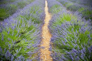 lebendige farben, friedliche idyllische sommernatur, unscharfe blumenszene. Nahaufnahme des französischen Lavendelfeldes bei Sonnenuntergang, Provence, Frankreich, Valensole. Sommer Naturlandschaft. schöne landschaft des lavendelfeldes foto