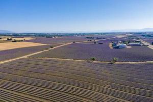 Luftaufnahme von Lavendelfeld und Fabrik. luftlandschaft von landwirtschaftlichen feldern, erstaunliche vogelperspektive von drohne, blühende lavendelblumen in reihe, reihen. landwirtschaft sommersaison banner foto