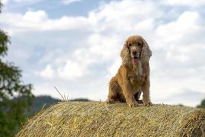 hund welpe cocker spaniel springen heu foto