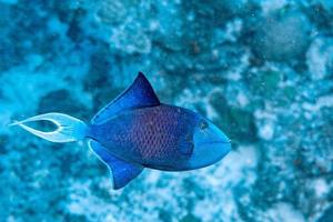 Blauer Drückerfisch beim Tauchen auf den Malediven foto