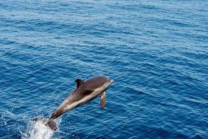 Delphin beim Springen in das tiefblaue Meer foto