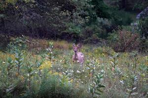 White Tail Deer Portrait in der Nähe der Häuser in New York State County Landschaft foto