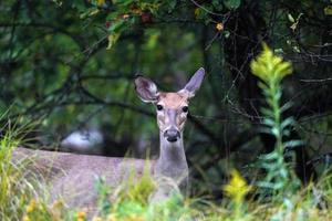 White Tail Deer Portrait in der Nähe der Häuser in New York State County Landschaft foto