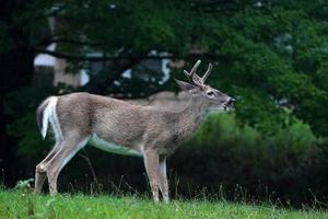 White Tail Deer Portrait unter dem Regen in der Nähe der Häuser in der Landschaft des New York State County foto