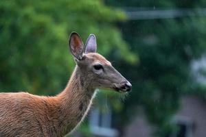 White Tail Deer Portrait unter dem Regen in der Nähe der Häuser in der Landschaft des New York State County foto