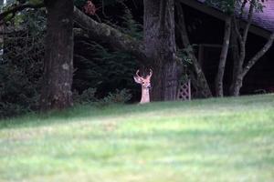 White Tail Deer Portrait in der Nähe der Häuser in New York State County Landschaft foto
