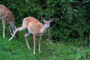 neugeborenes baby white tail deer unter dem regen in der nähe der häuser in der landschaft des new york state county foto