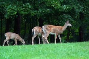 Weißwedelhirsche in der Nähe der Häuser in der Landschaft des New York State County foto