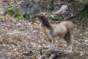 Damwild in der Liebessaison foto