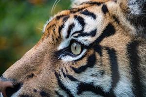 Sumatra-Tigerporträt aus nächster Nähe, während er Sie ansieht foto
