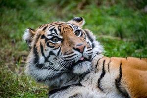 Sumatra-Tigerporträt aus nächster Nähe, während er Sie ansieht foto