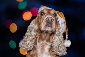 weihnachtsmann gekleideter hund cockerspaniel auf weihnachtslichthintergrund foto