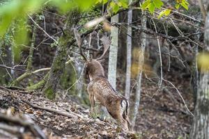 Damwild in der Liebessaison foto