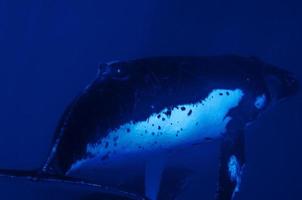 Buckelwale unter Wasser, die im blauen polynesischen Meer untergehen foto