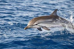 gestreifter Delphin beim Springen in das tiefblaue Meer foto